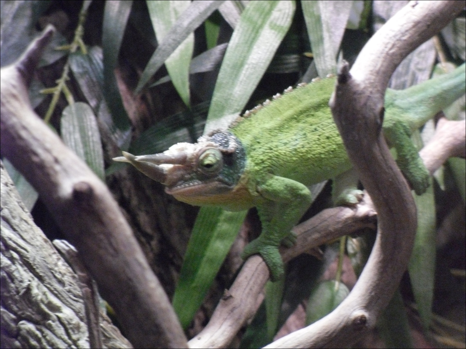 horned male chameleon